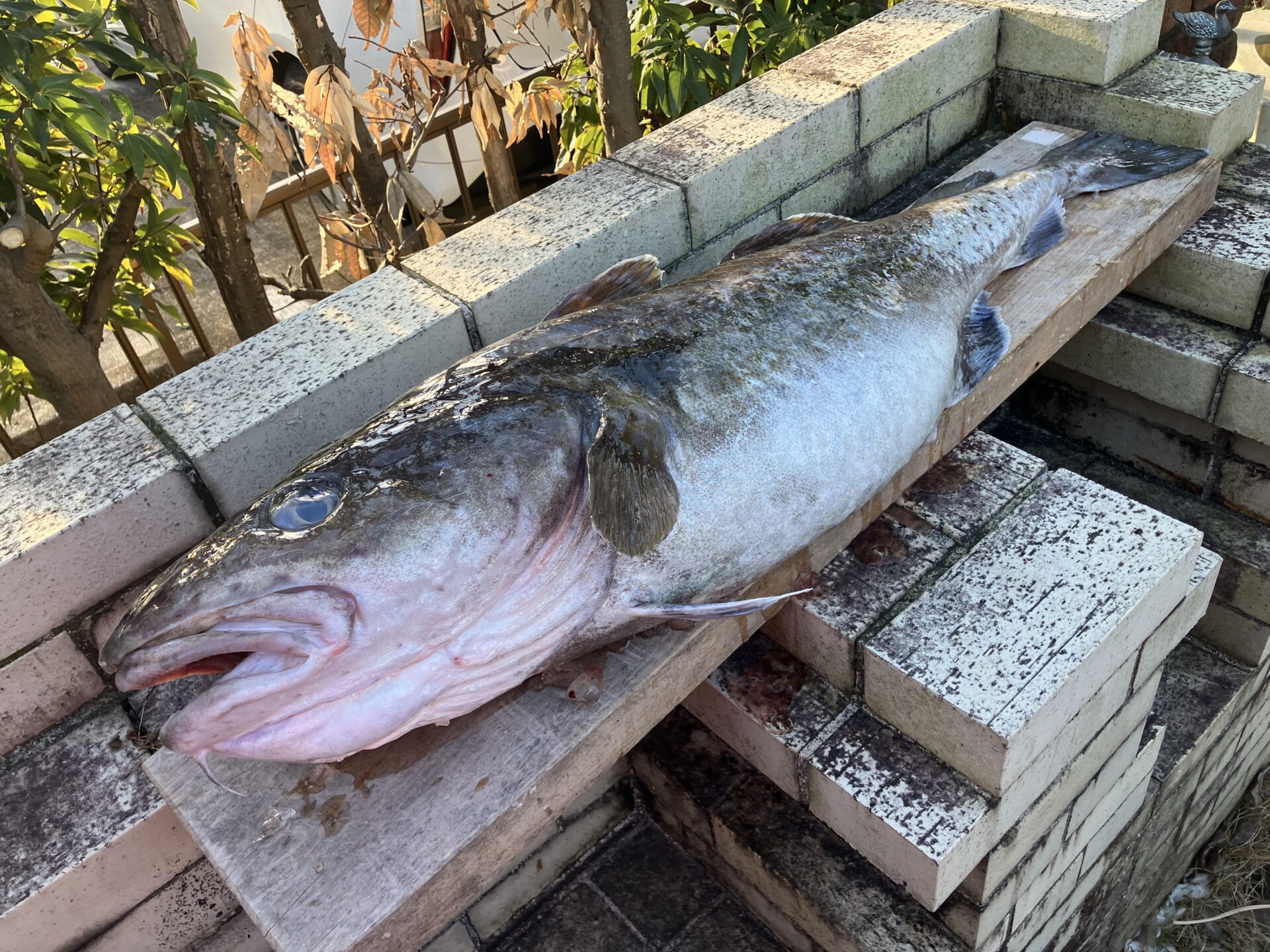 maruichi