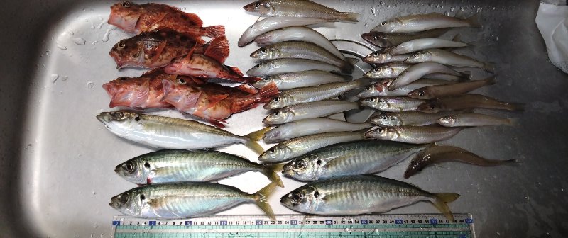 マルアジ・キス釣り