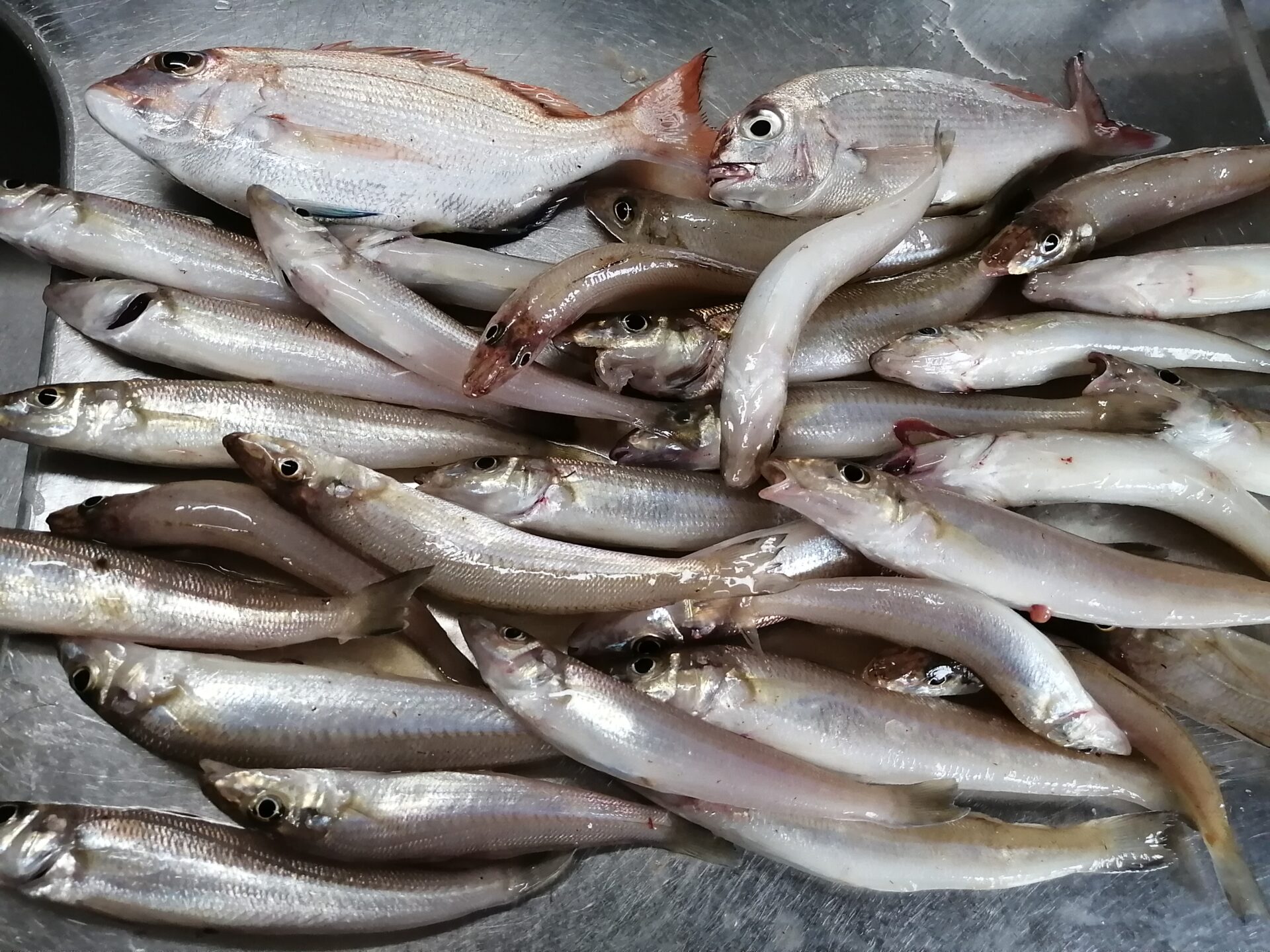 今年初のキス釣り