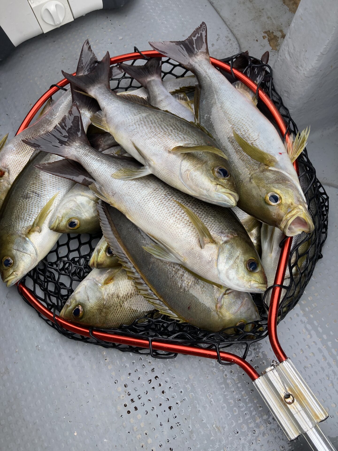 釣華丸