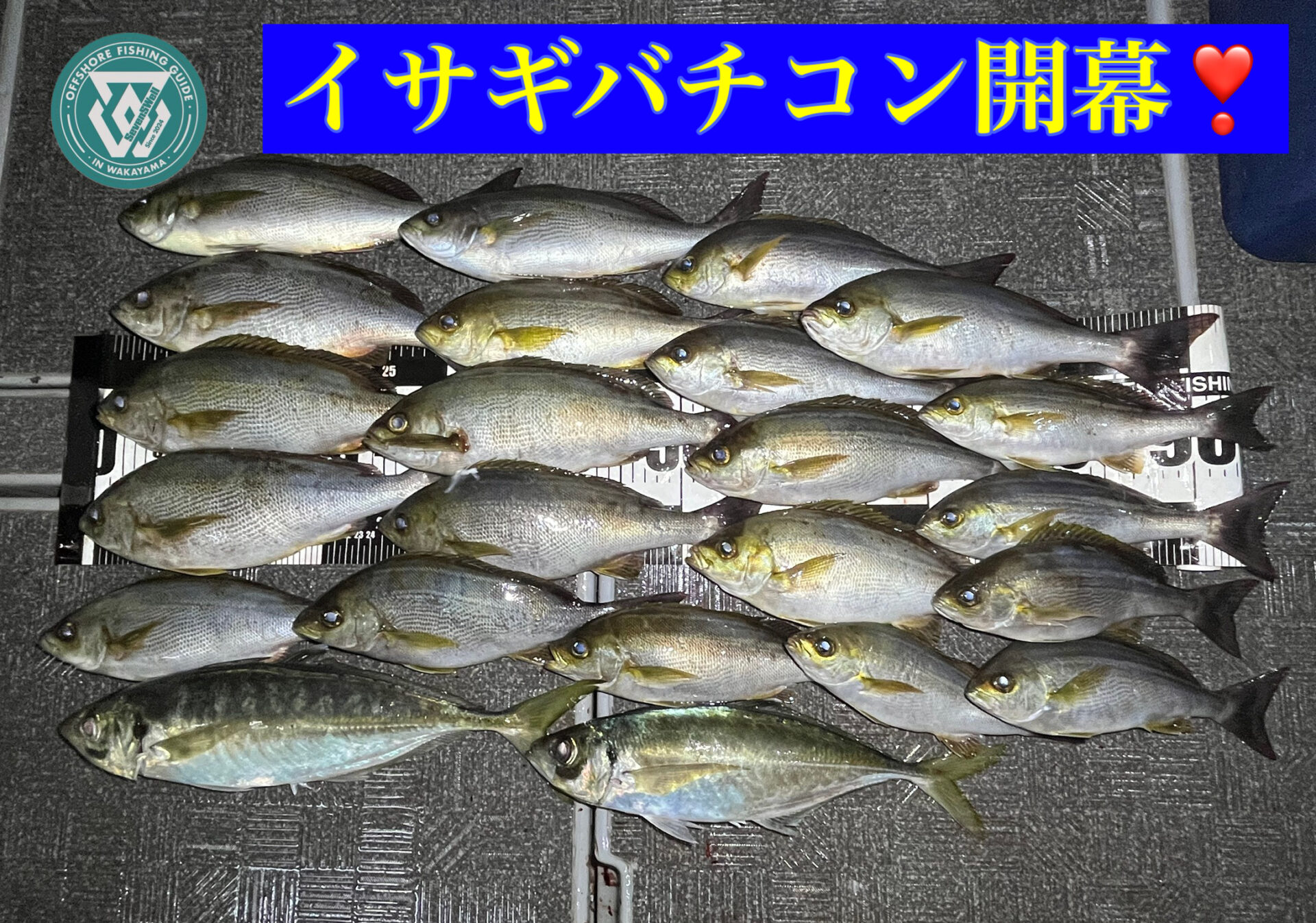 イサギバチコン便