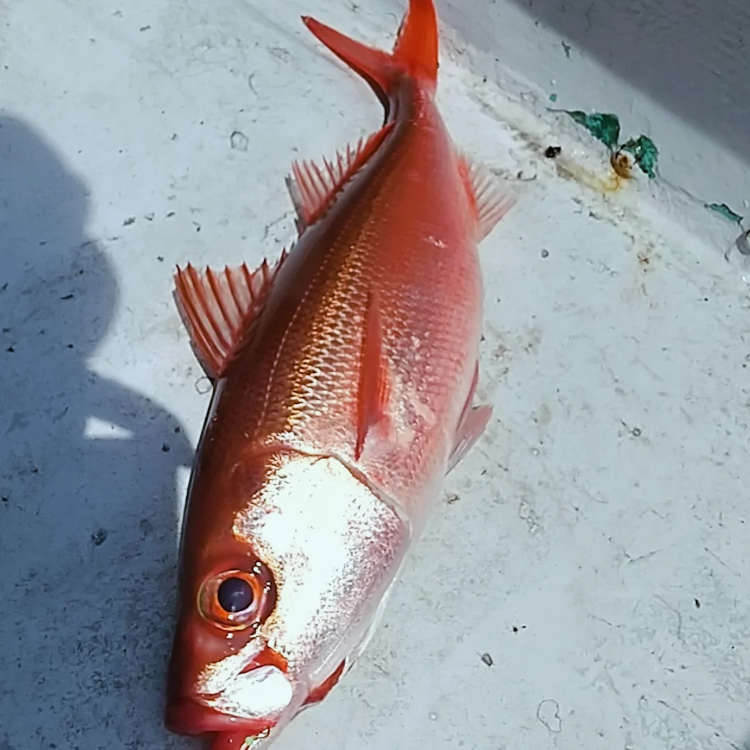 Fishing Village りなちゃん