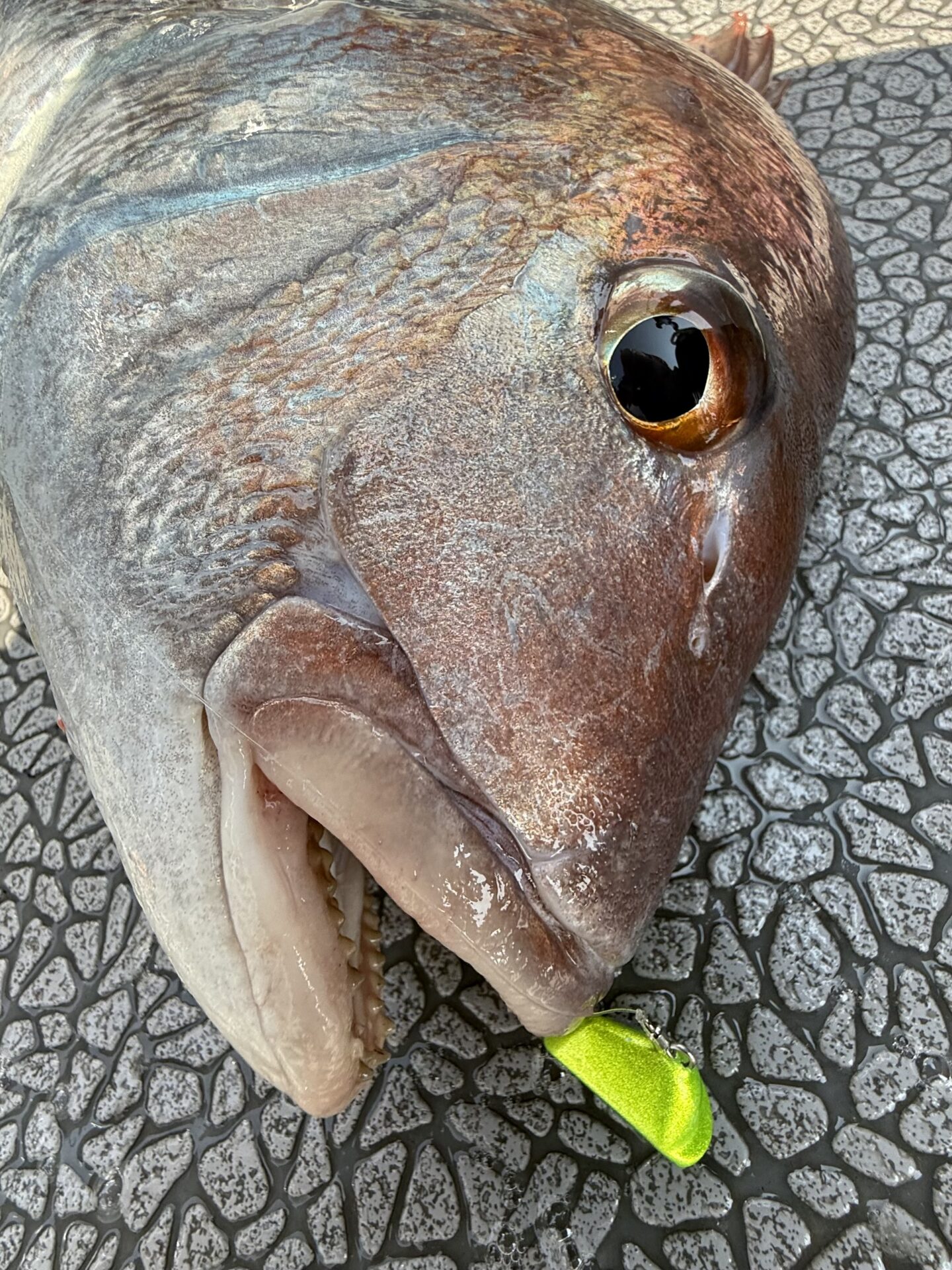 ひとつテンヤ真鯛