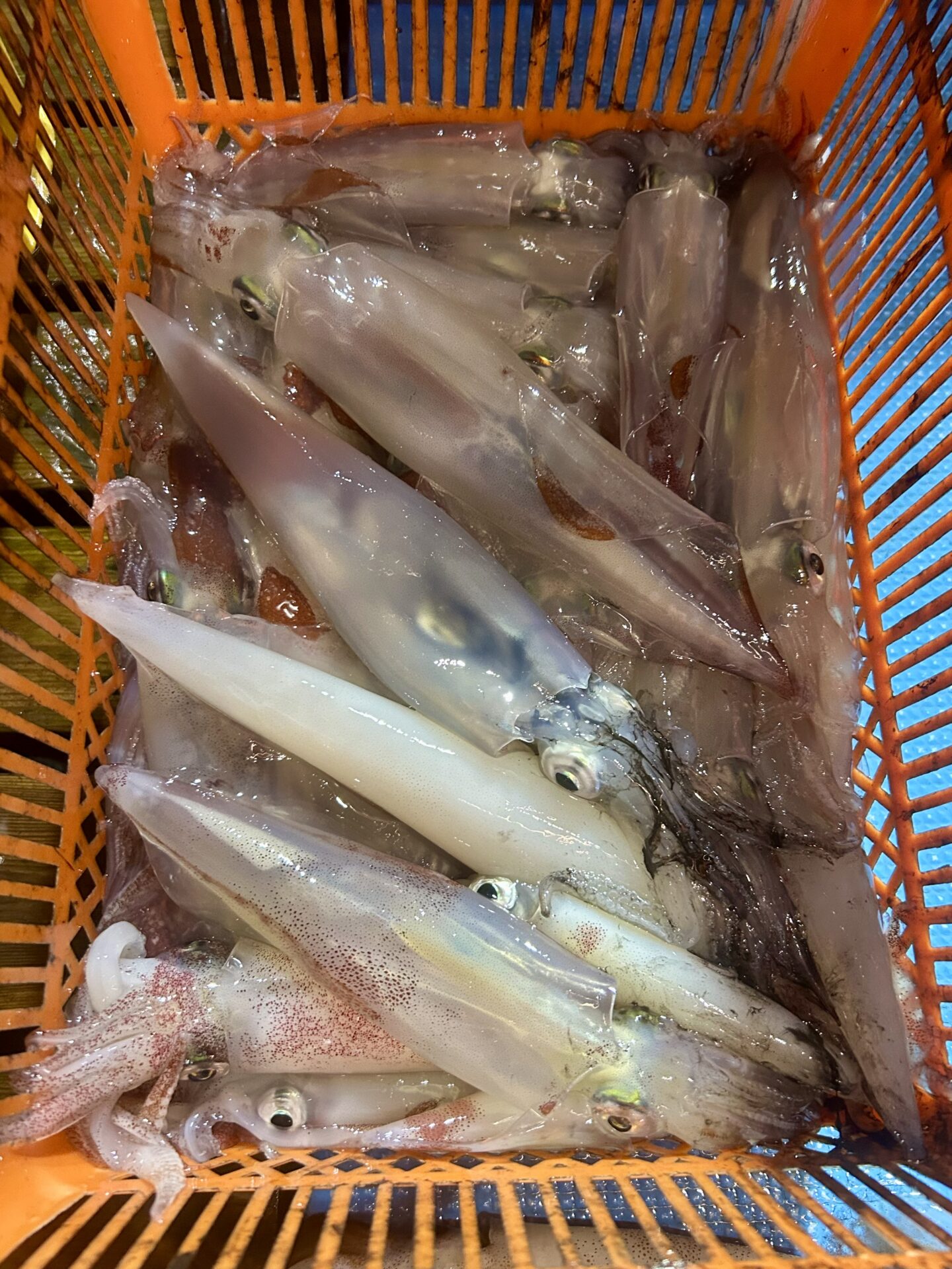 傳哲丸
