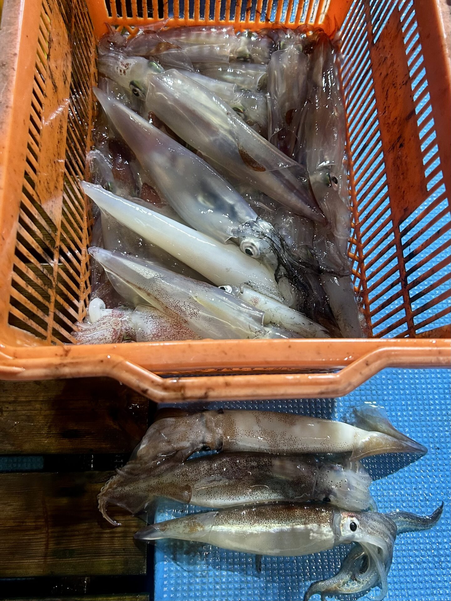 傳哲丸