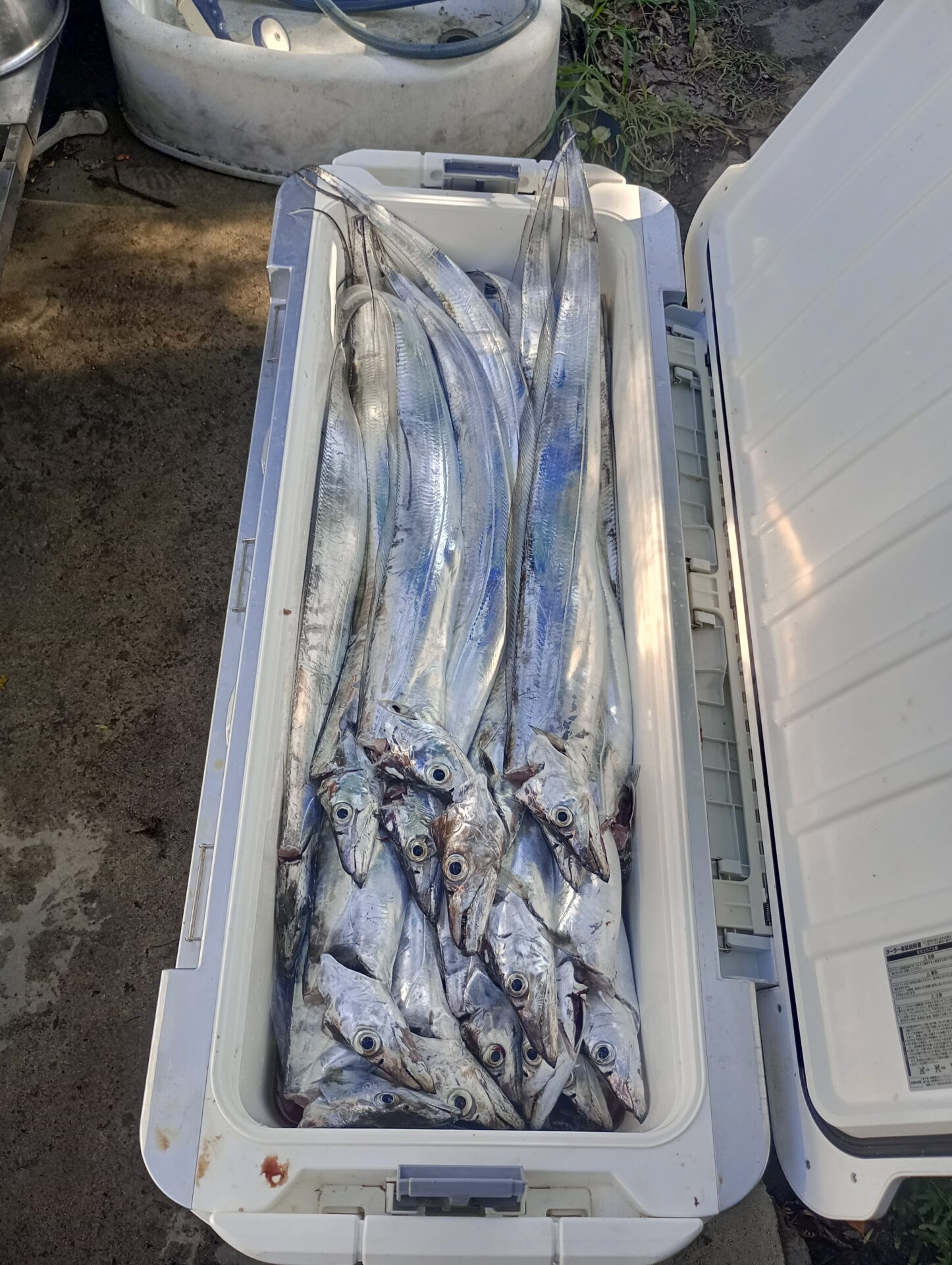 釣華丸