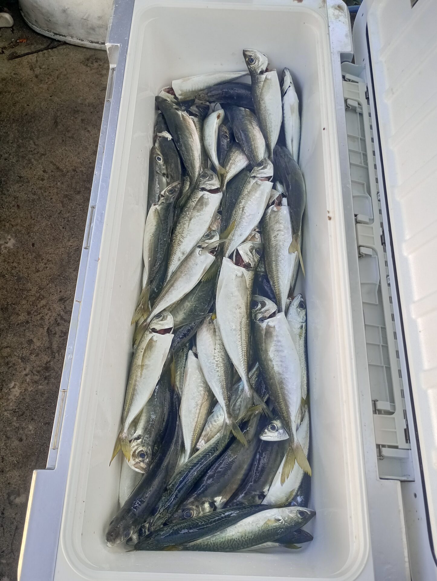 釣華丸