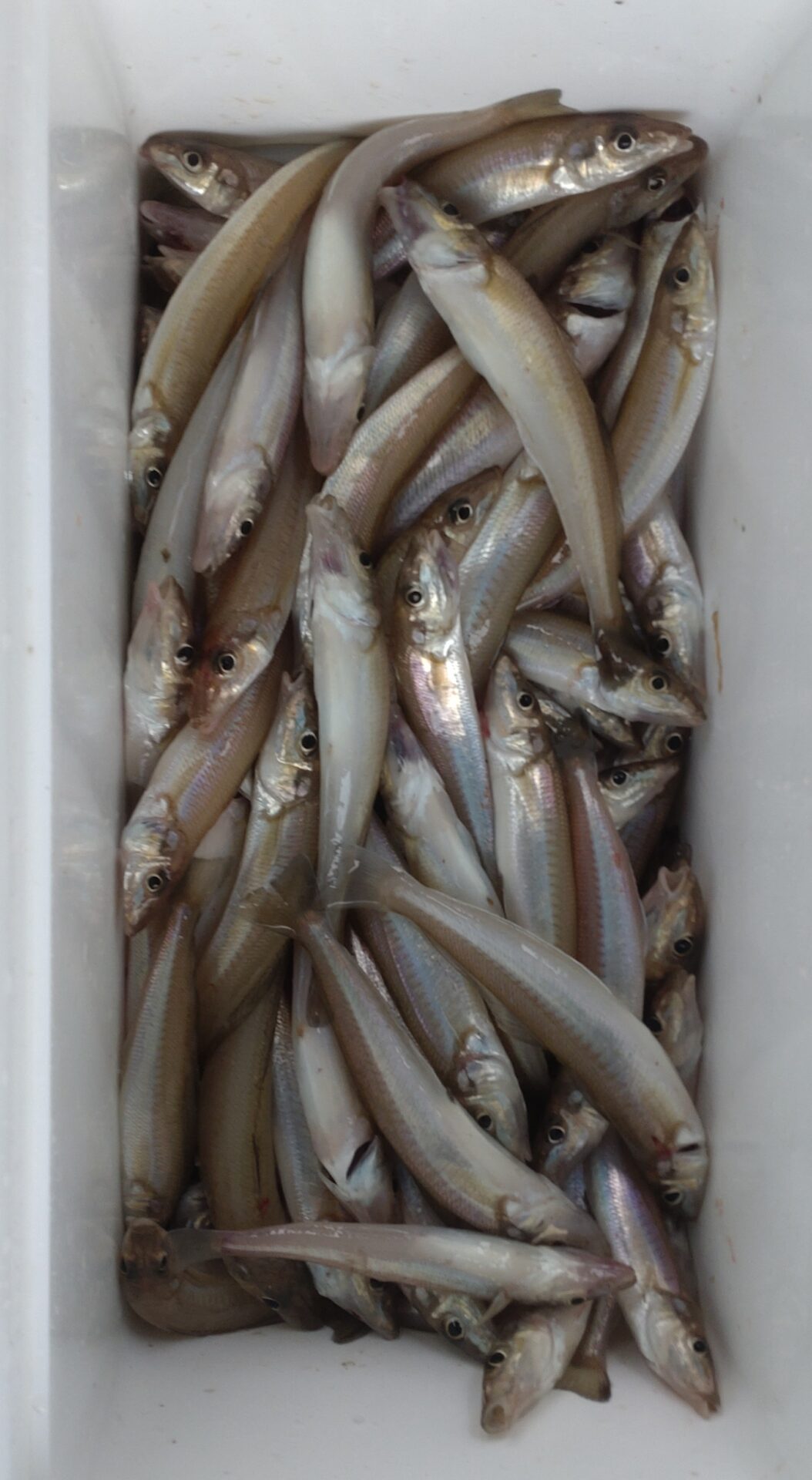 雅丸