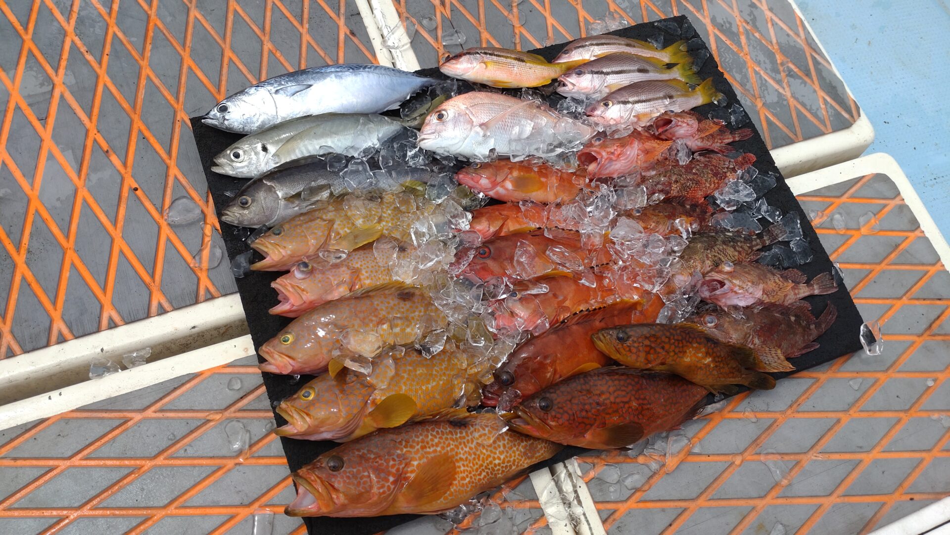 NAO FISH