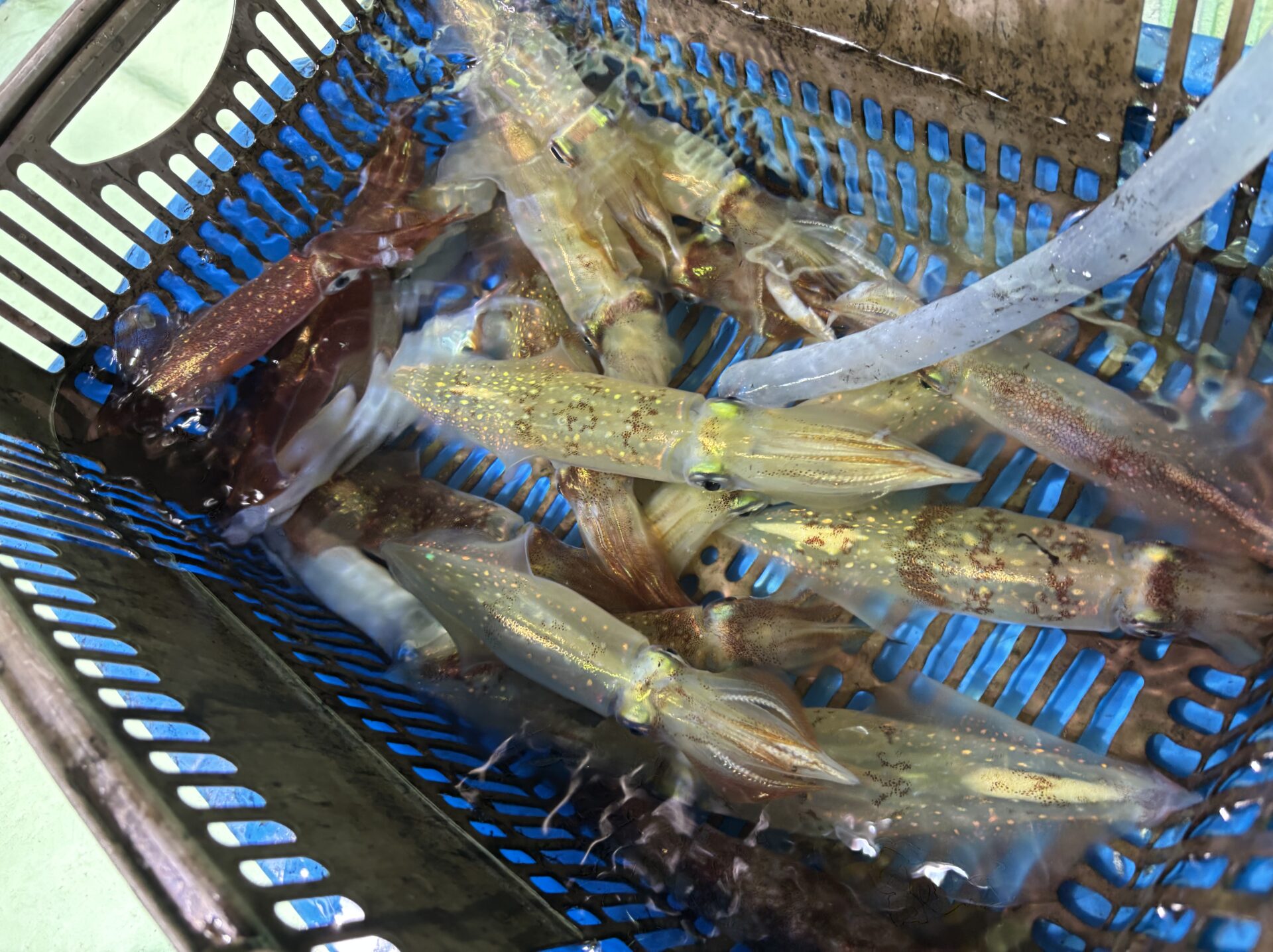 金松丸