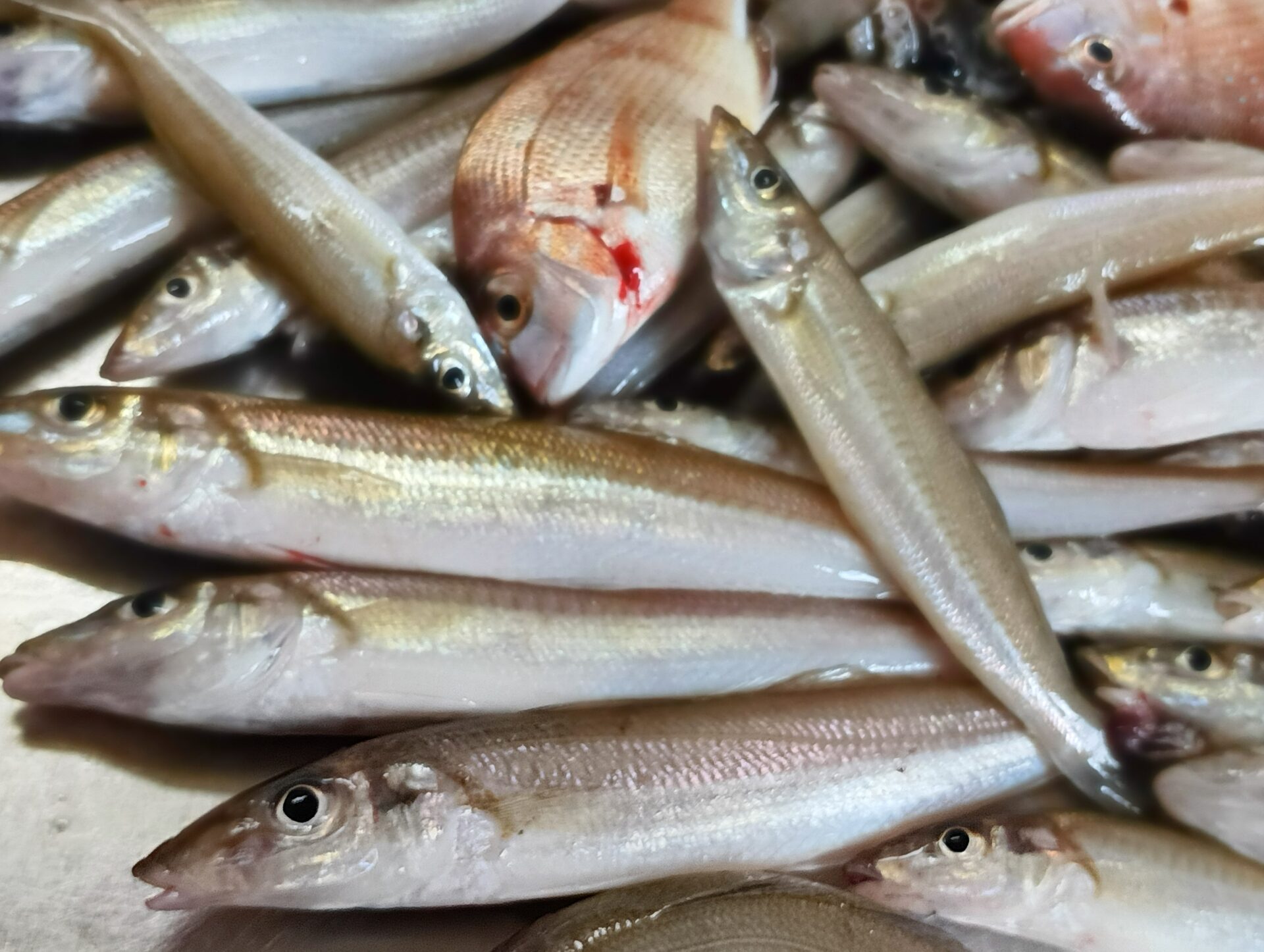 キス釣り