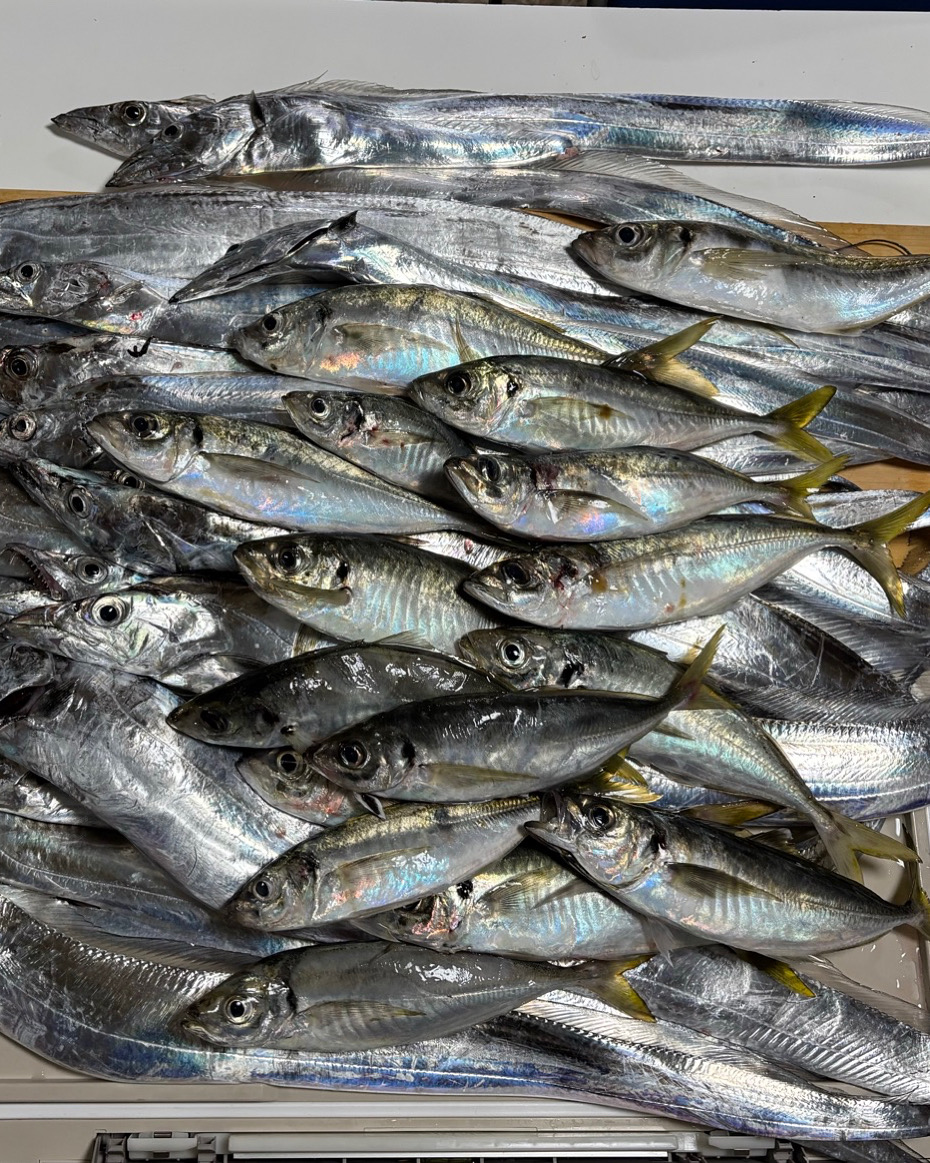 アジ太刀魚