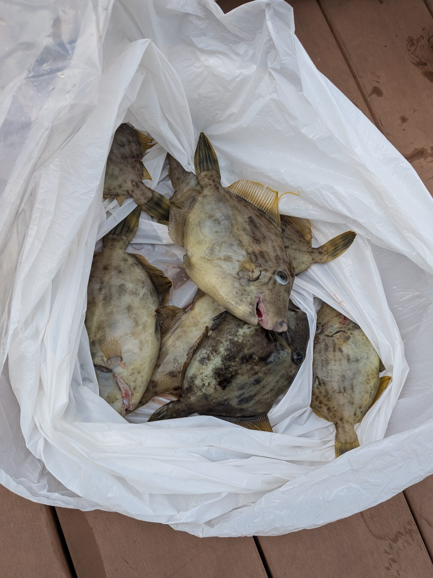 午前カワハギ便