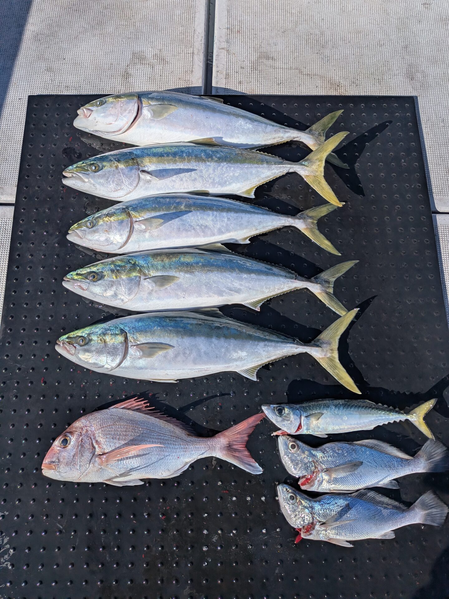 青物クログチ便