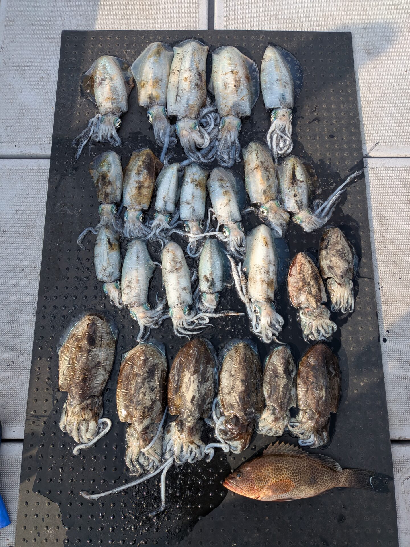 午前ティップラン便