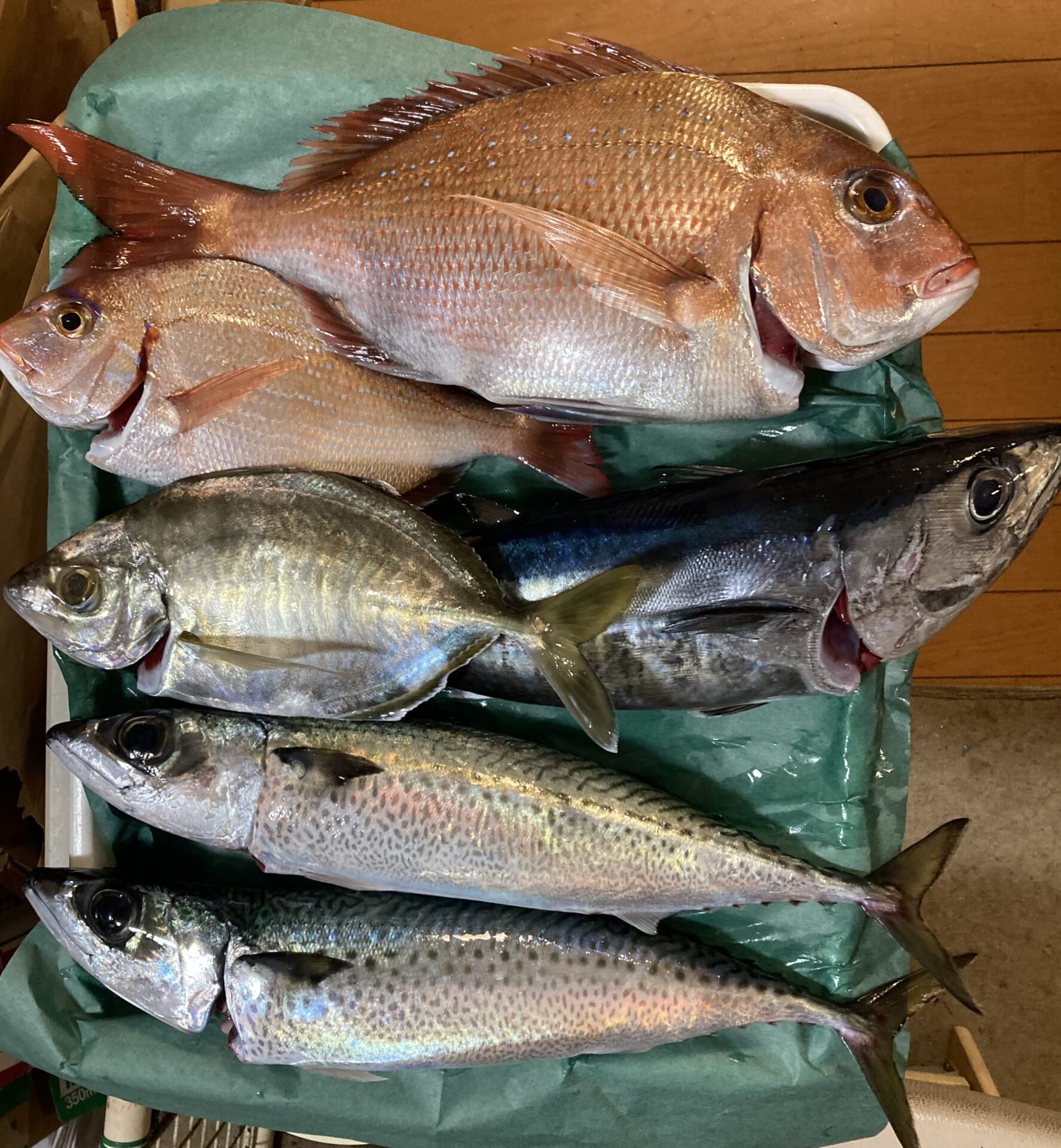 2026初釣り、コマセ真鯛