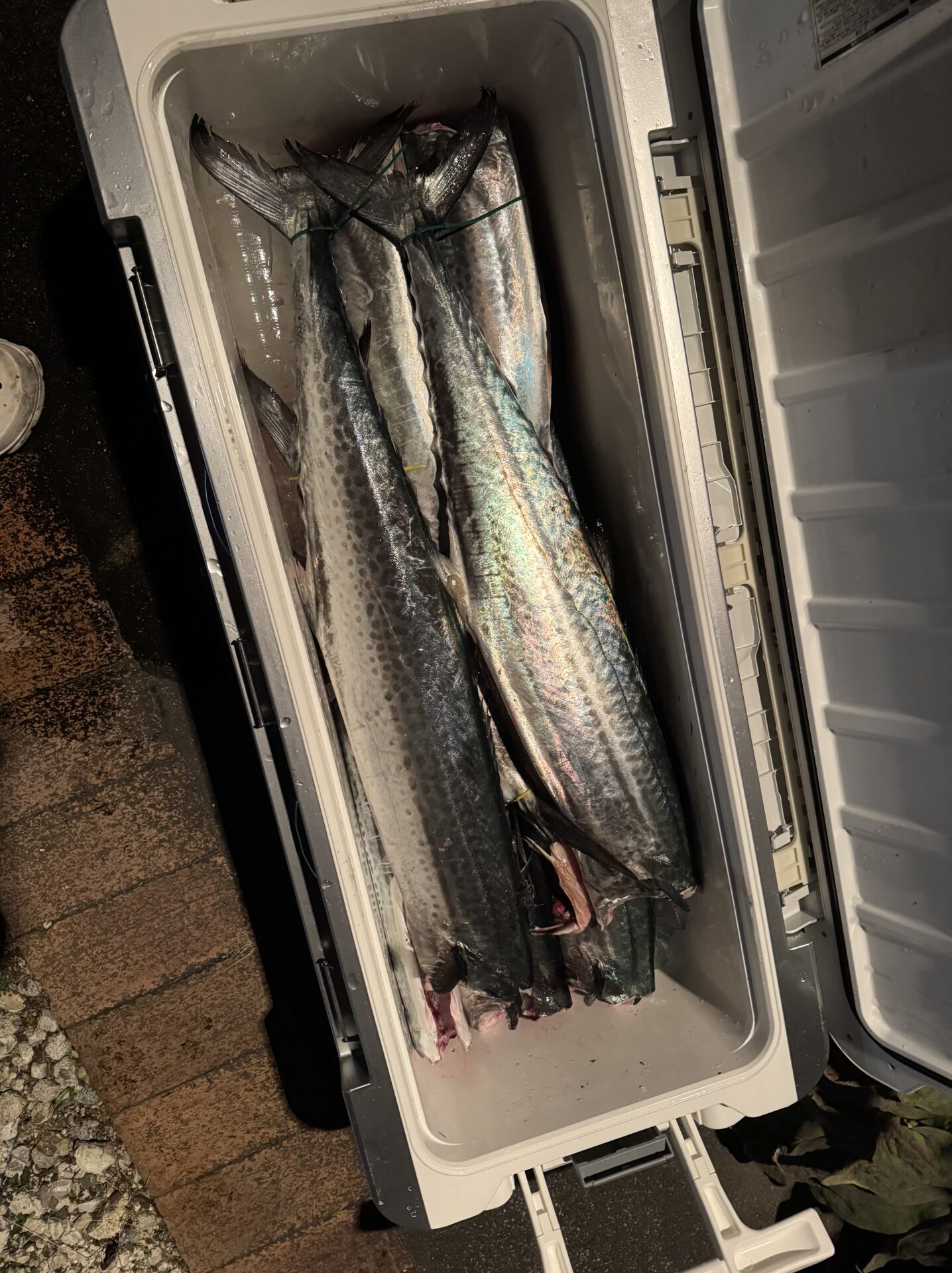 ブレードジギング