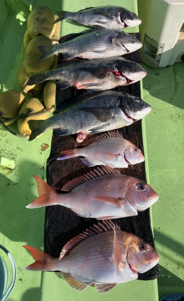 久里浜沖へマダイ五目で出船！