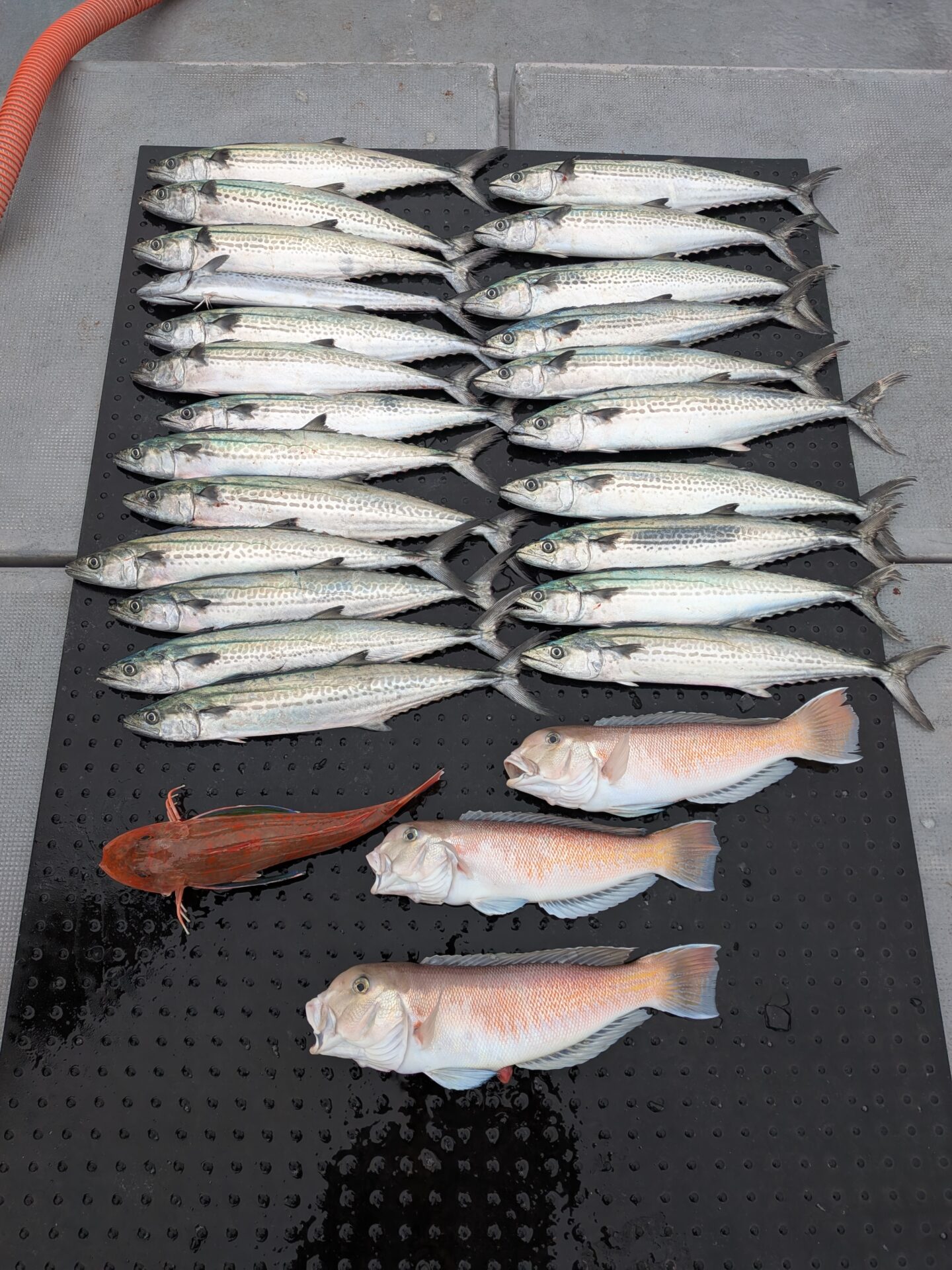 サワキャスアマラバ便