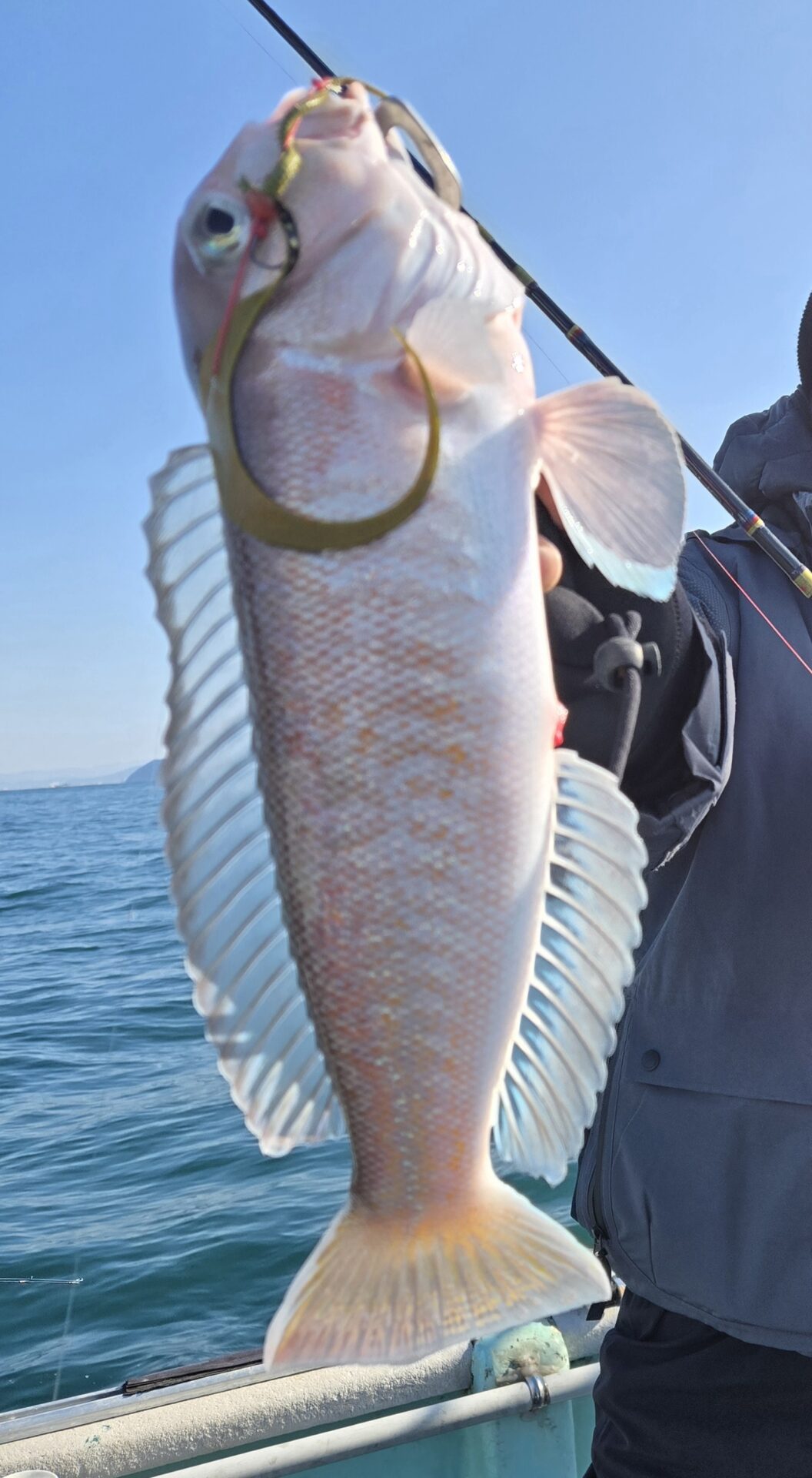 うぇるふぇあフィッシング