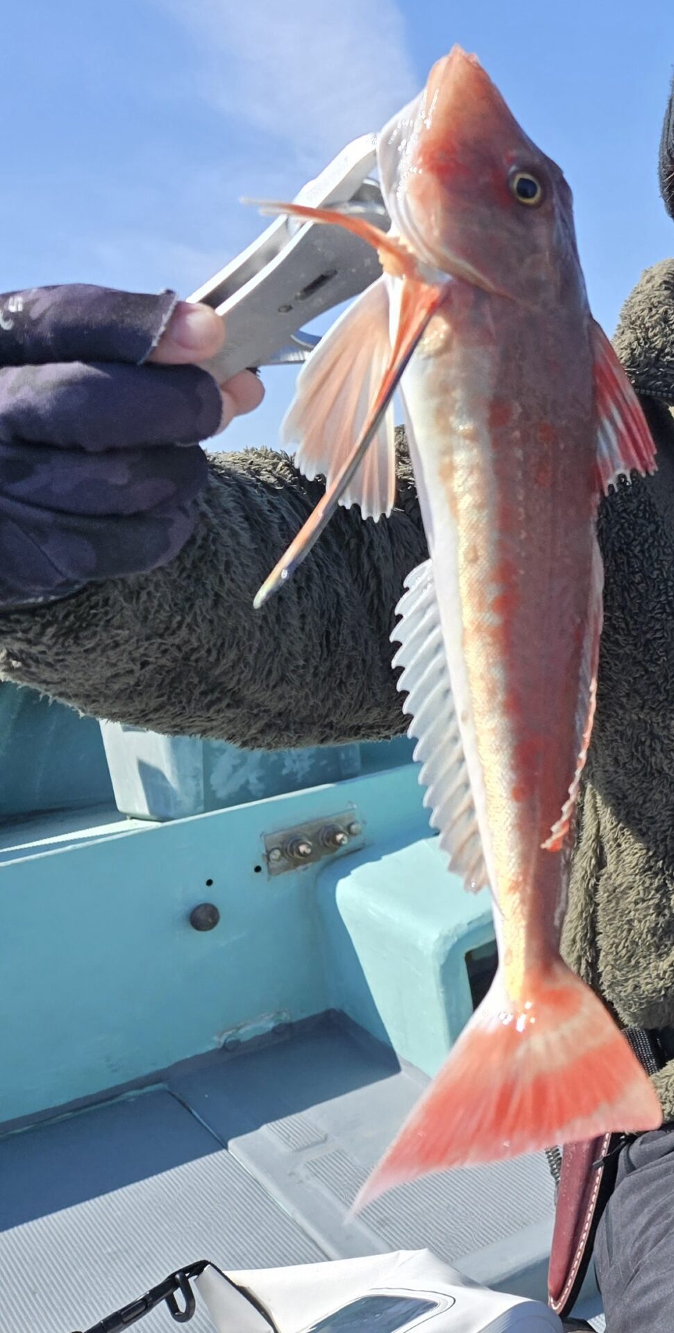 シロアマダイ便