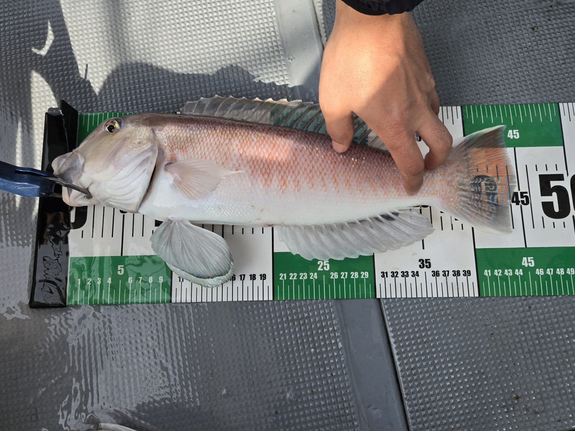 うぇるふぇあフィッシング