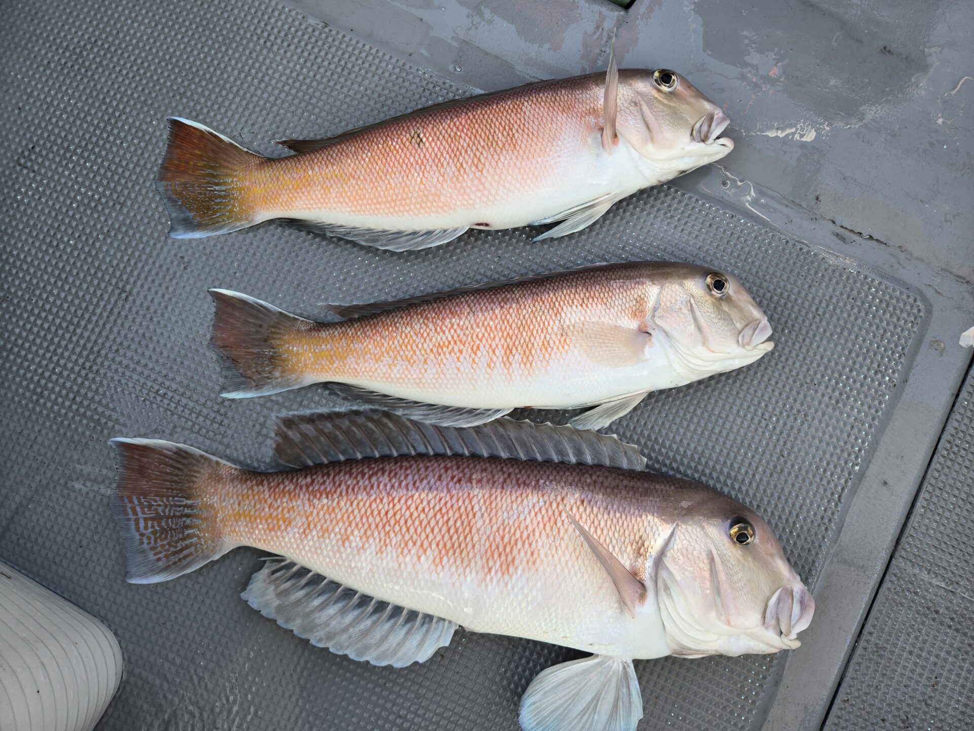 うぇるふぇあフィッシング