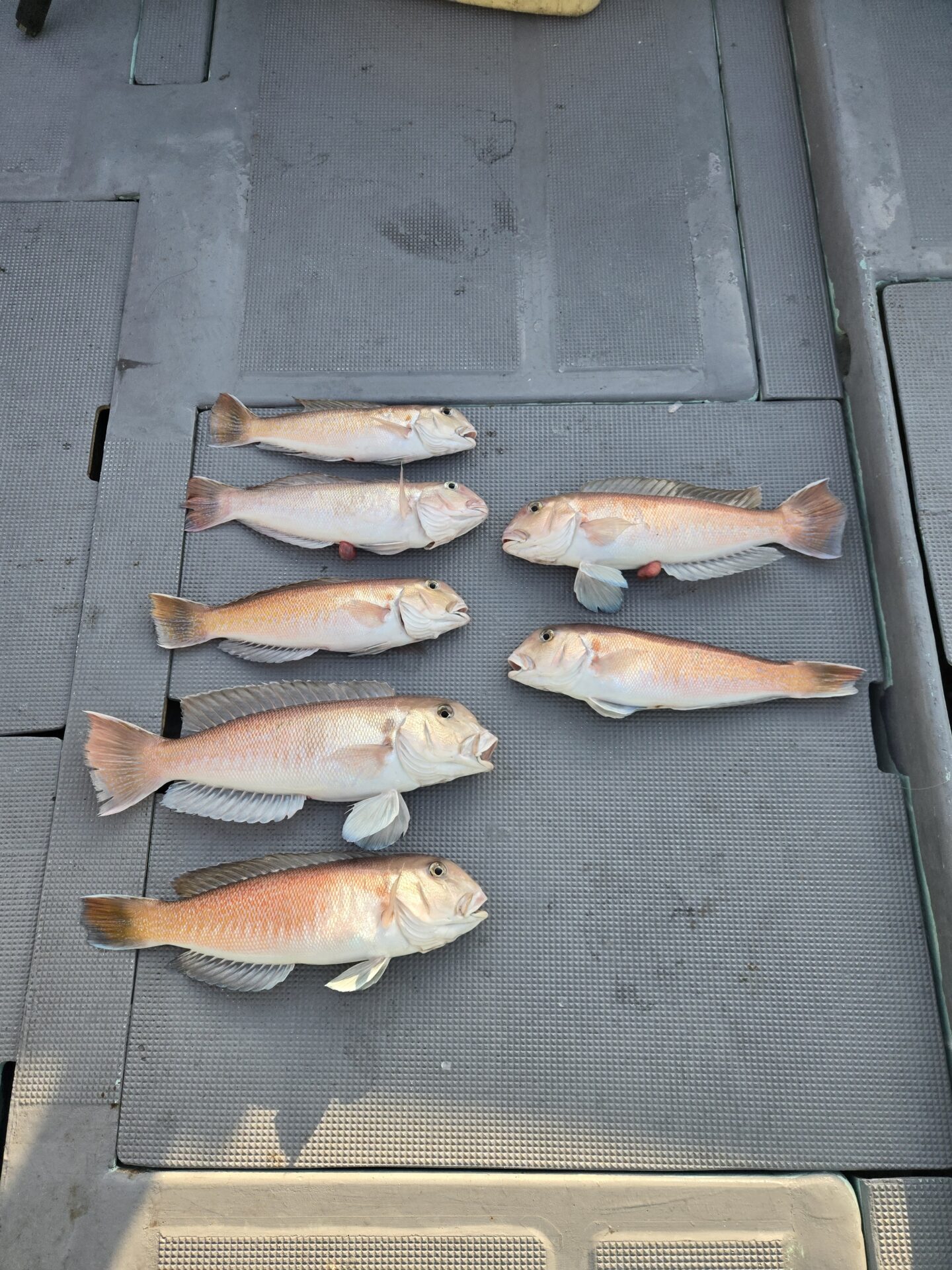 うぇるふぇあフィッシング