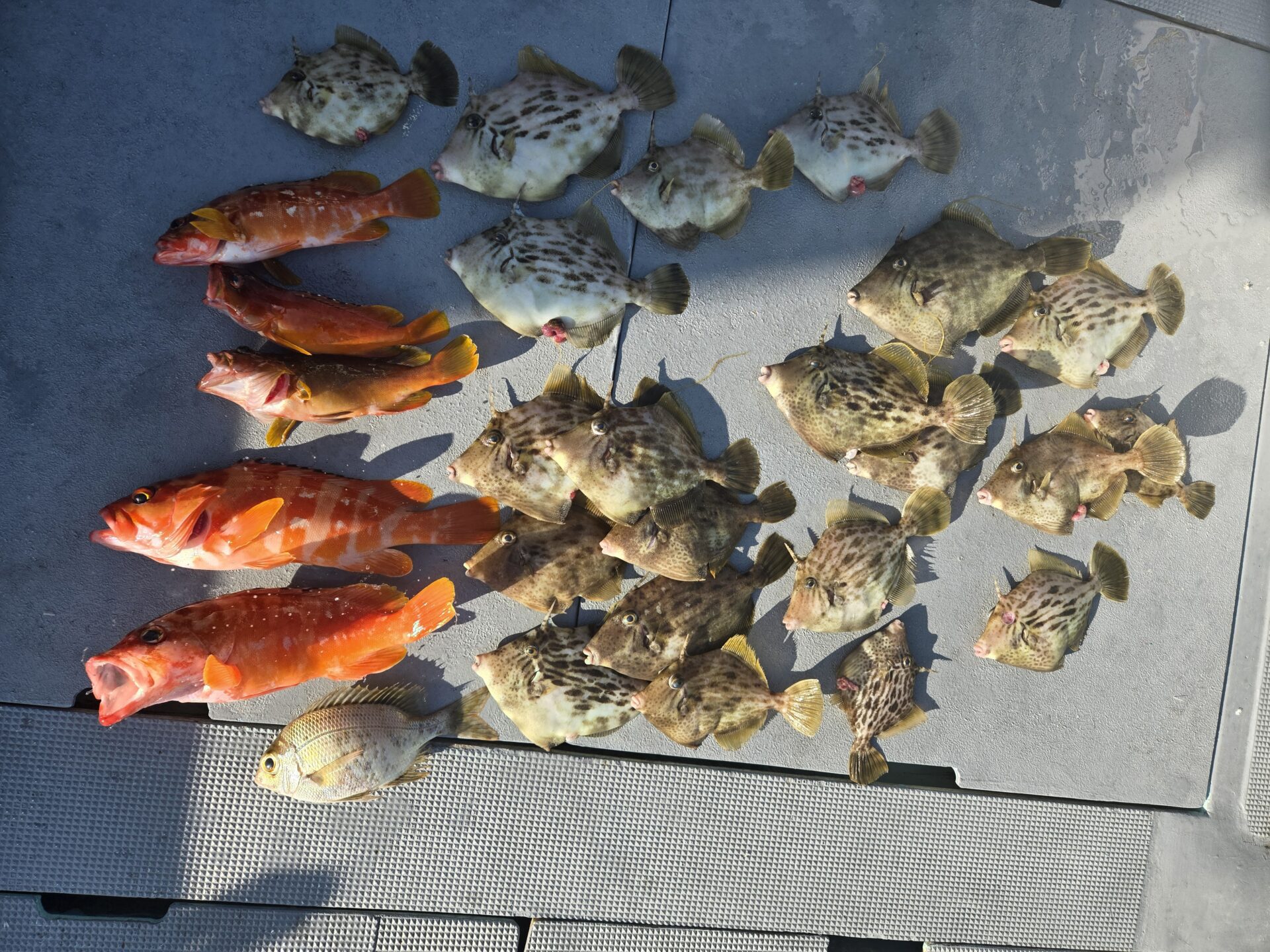 カワハギ便釣果