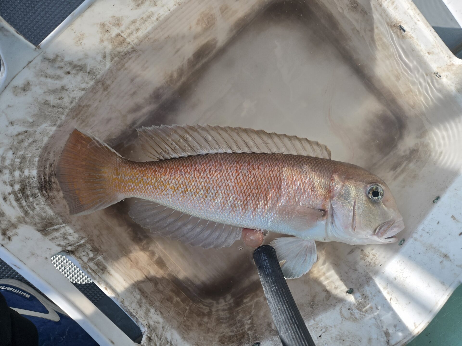 シロアマダイ便