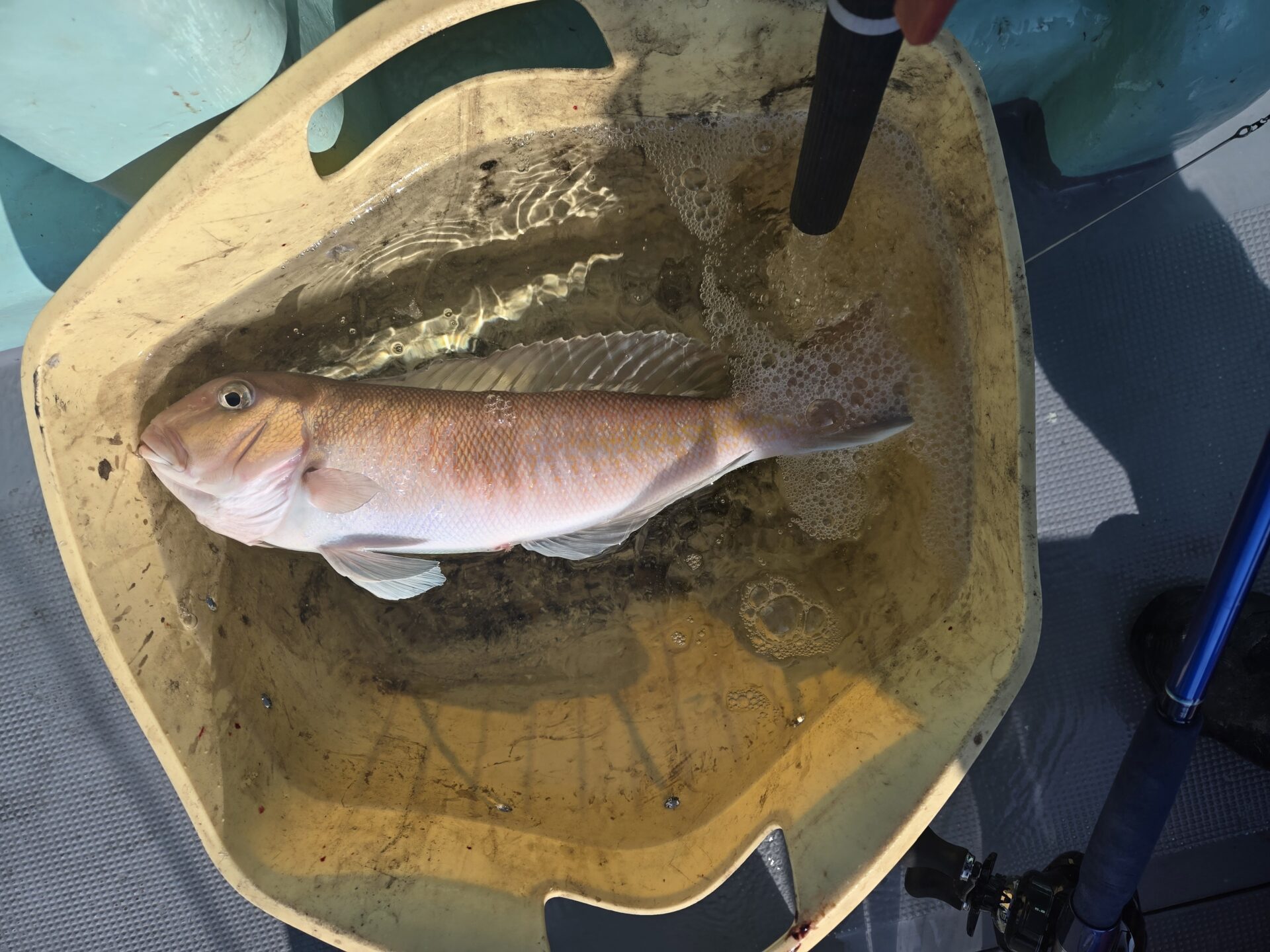 うぇるふぇあフィッシング