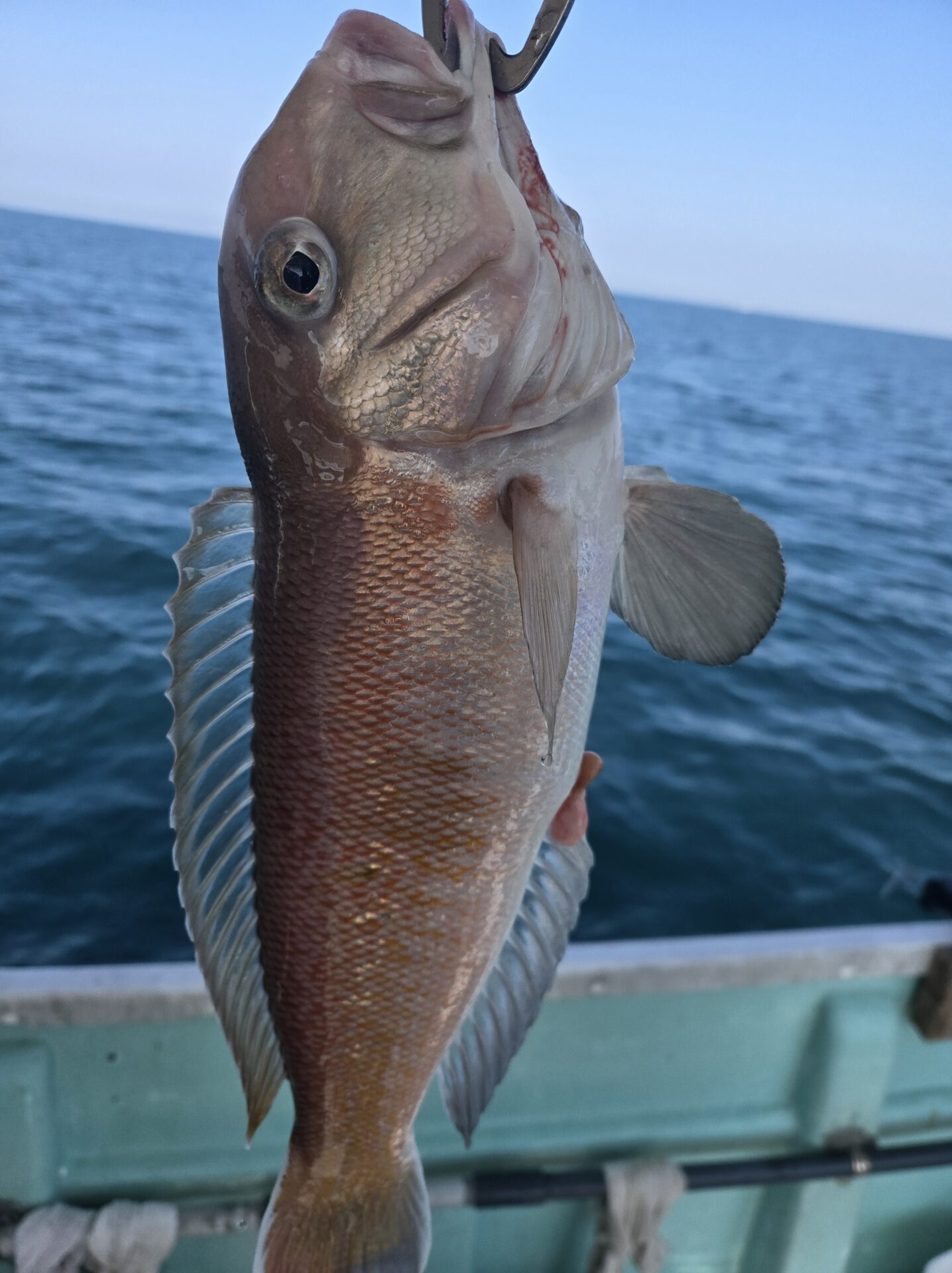 うぇるふぇあフィッシング