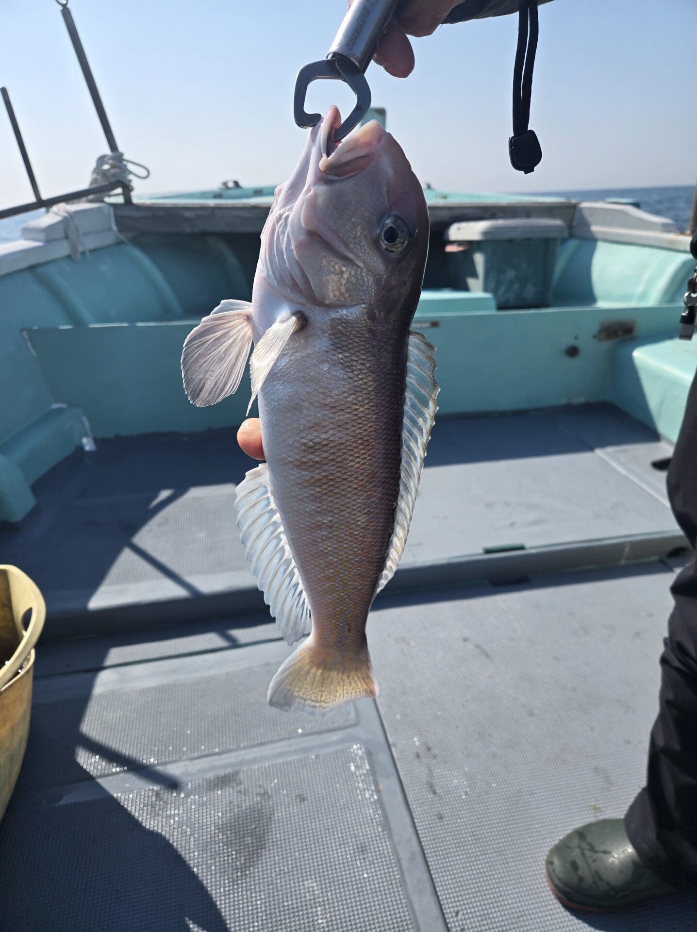 うぇるふぇあフィッシング