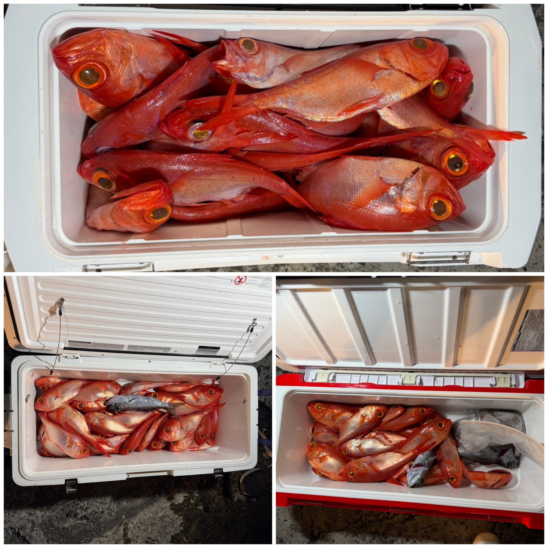 半夜ムツ、キンメ