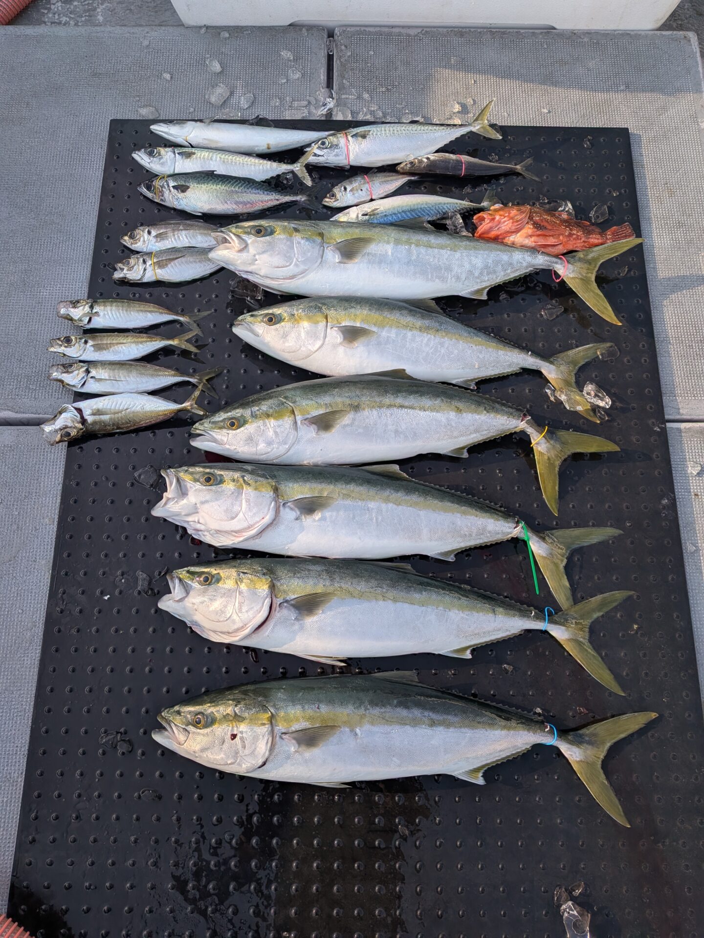 ジギングバチコンリレー便