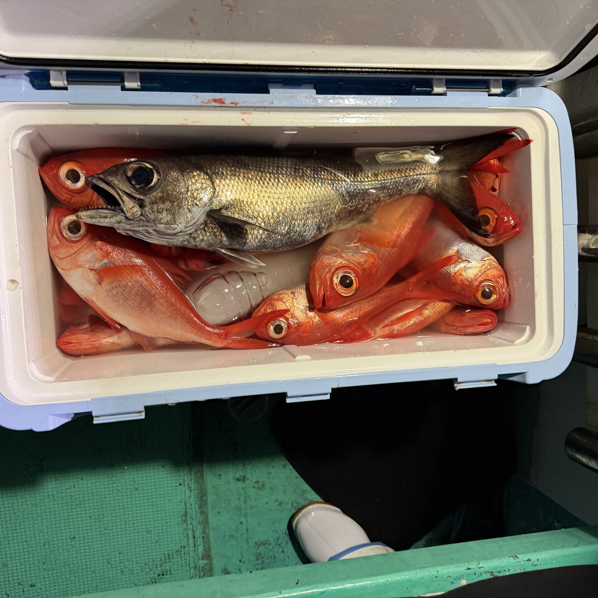 半夜ムツ、キンメ