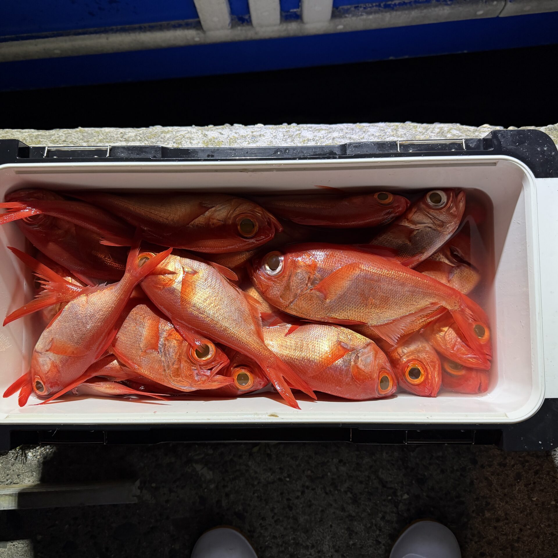 半夜ムツ、キンメ