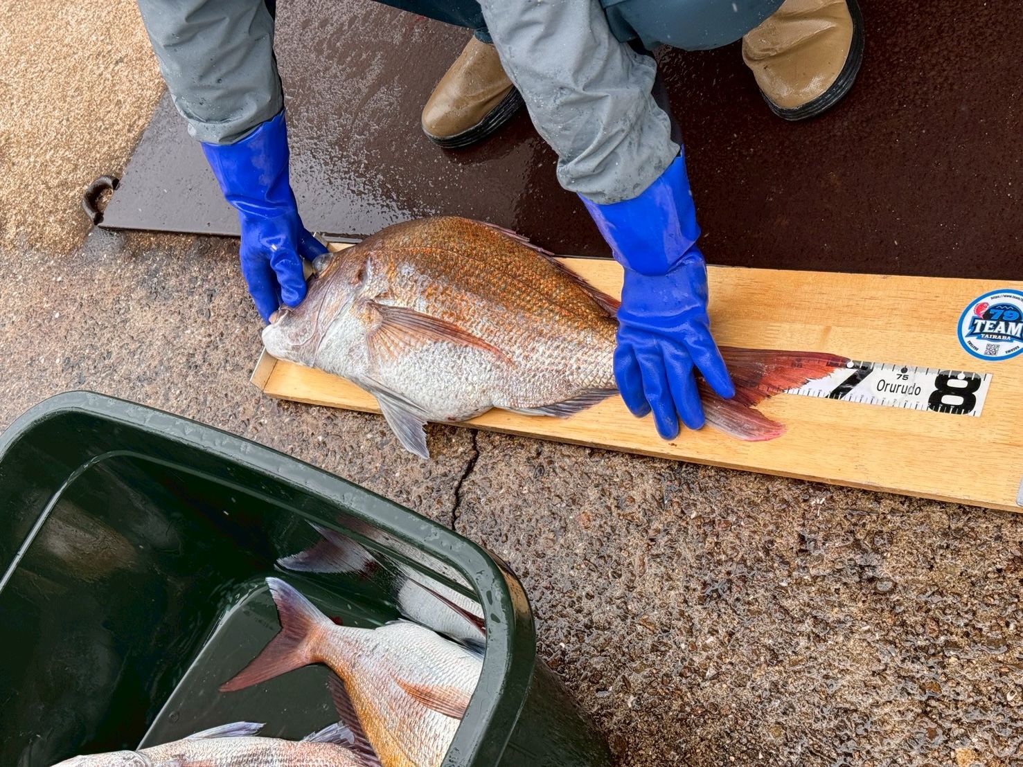 Person wearing blue gloves measuring a large fish on a wooden ruler, with additional fish in a green tub nearby.