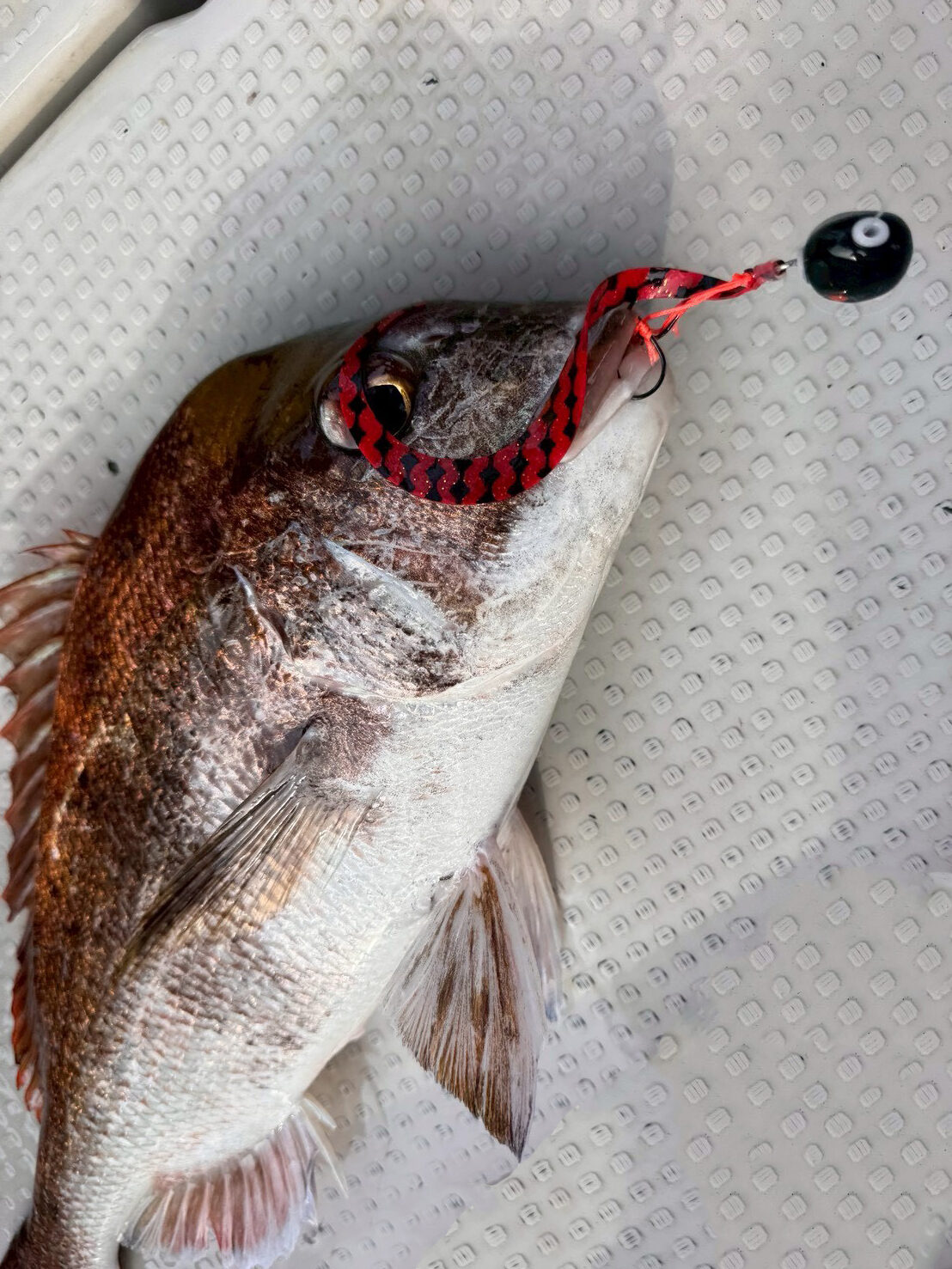 Large fish lying on a textured boat deck with a red-and-black striped lure hooked in its mouth